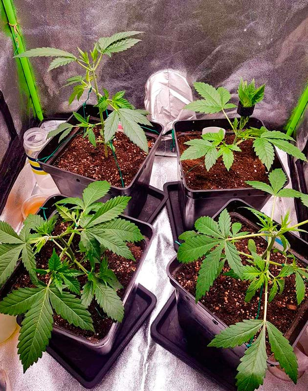 Перевод на цветение растения Skywalker Haze