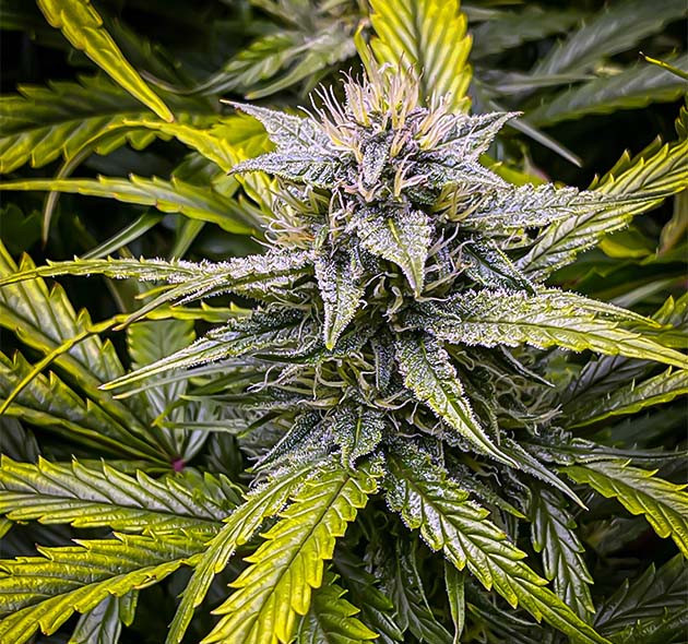 Появление фиолетового оттенка Окрашивание шишки и листьев в фиолетовый цвет