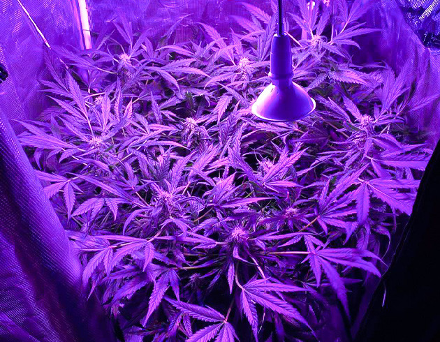 Цветение на 10 неделе Пышный куст 40 см