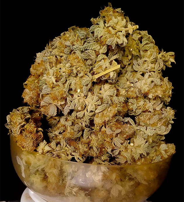 Собранные шишки марихуаны