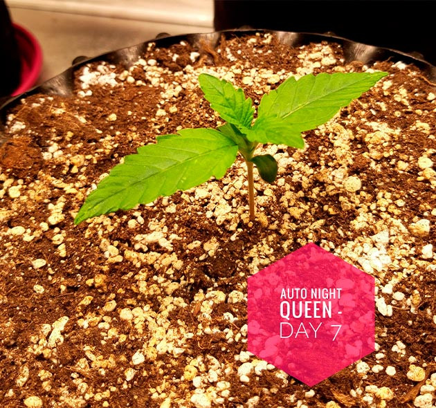 Формирование первых листьев в начале цикла 6 сантиметровый росток в конце первой недели