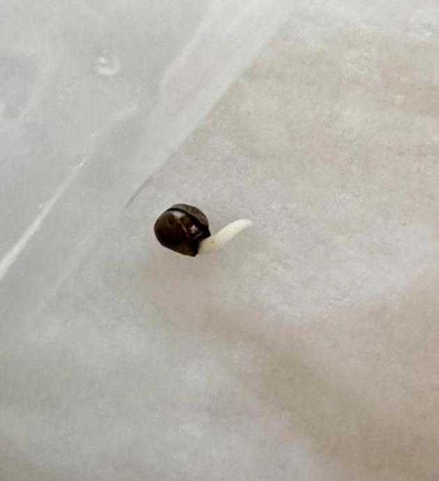 Проращивание сорта Mimosa Evo