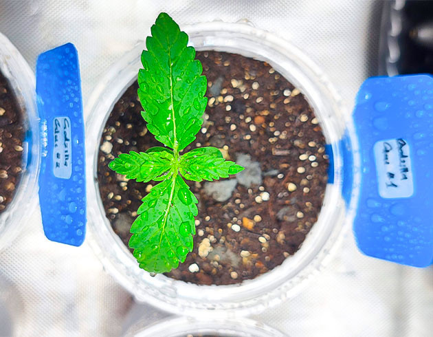 Росток Godzilla Original Glue GG#4 от Herbies Seeds