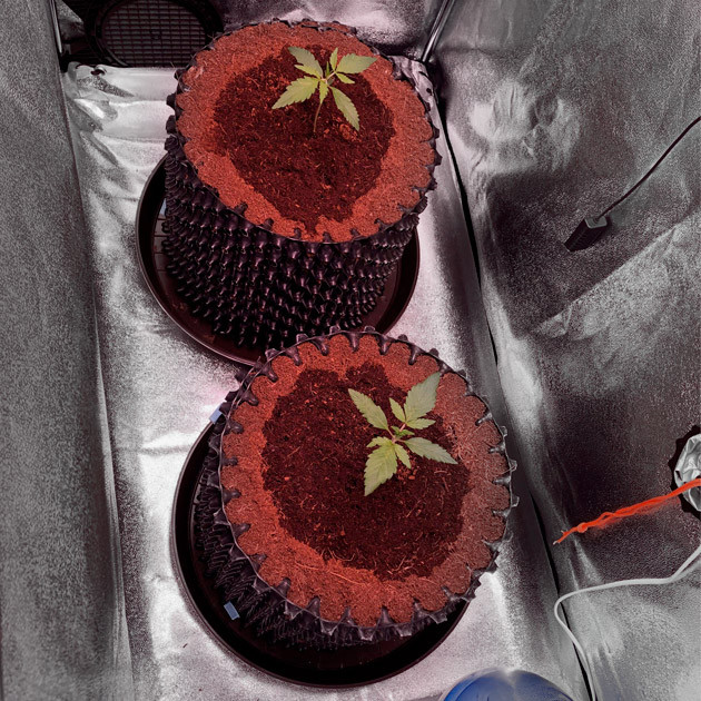 Кусты Six Shooter Auto ростом 12 и 13 см