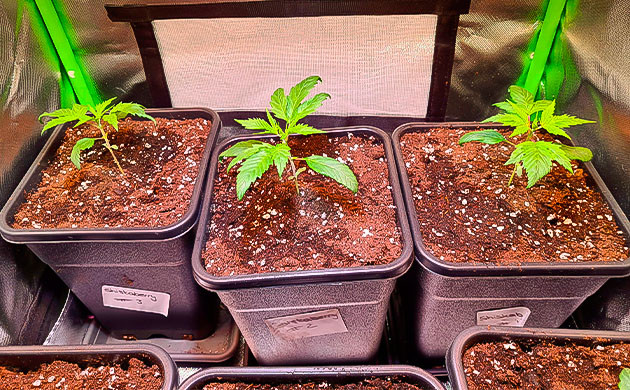 Пересадка в горшки и изменение удобрений Росток Blueberry Hill на 4 неделе