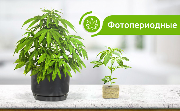 Выбор фотопериодной конопли Фотопериодный сорт конопли