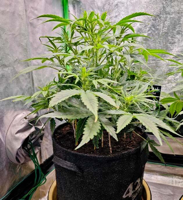 Контроль роста и света марихуаны Конопля в фазе цветения с активным ростом