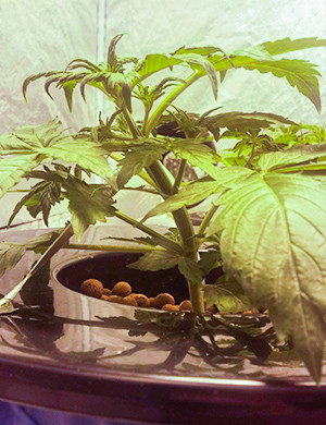 Конец третьей недели вегетации Пять этажей листьев на кусте