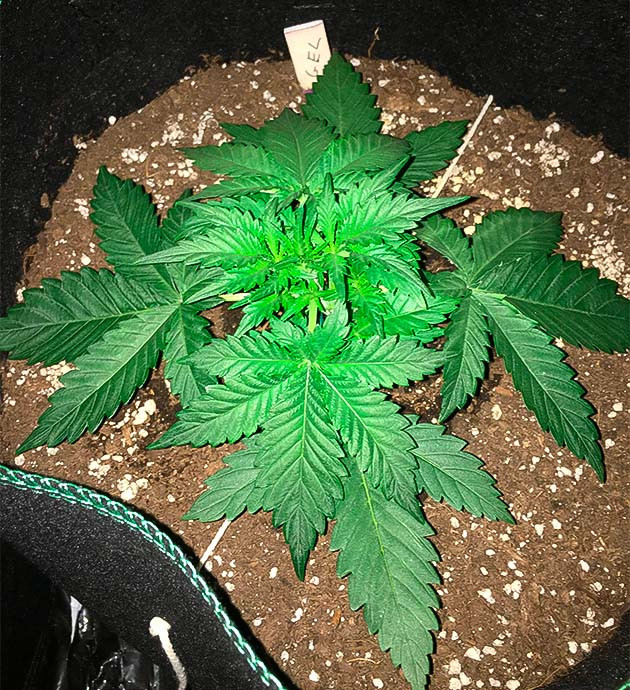 Техника повышения урожайности LST-подгиб Gelato Auto ростом 10 см