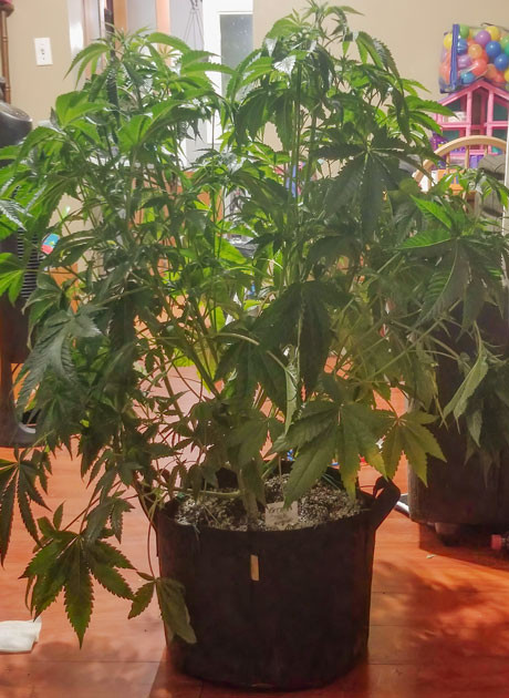 Куст Green Crack 2.0 от Humboldt Seed Organization ростом 53 сантиметра