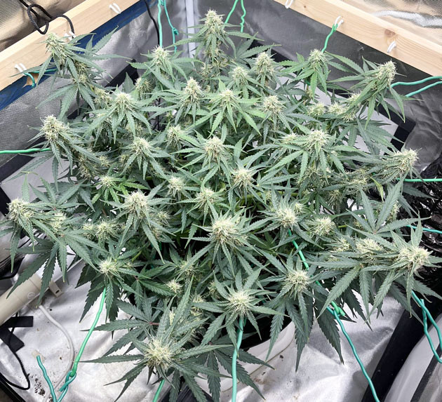 Titan F1 Auto: баланс удобрений Коррекция питания для Titan F1 Auto