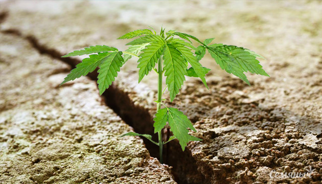 Неприхотливые сорта конопли