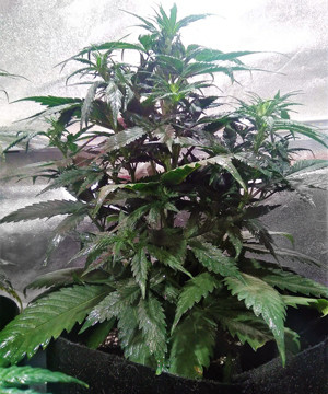 Начало стадии цветения