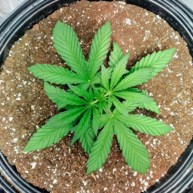 Каннабис ростом 16 см