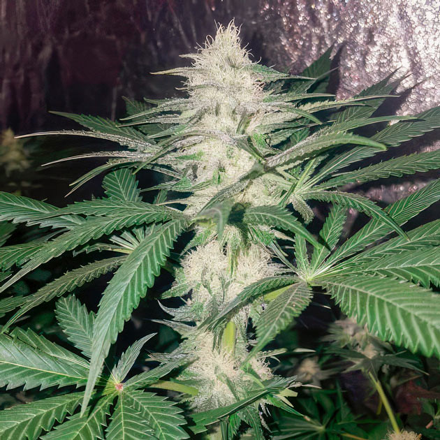 Формирование соцветий конопли