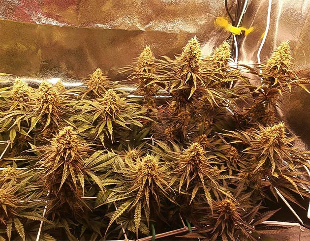 Соцветия Liberty Haze на 12 неделе роста Крупные соцветия с белыми волосками