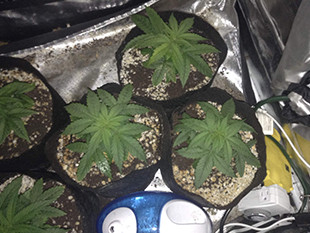 Марихуана Gorilla Auto в гроубоксе Кусты марихуаны Gorilla Auto на 3 неделе выращивания