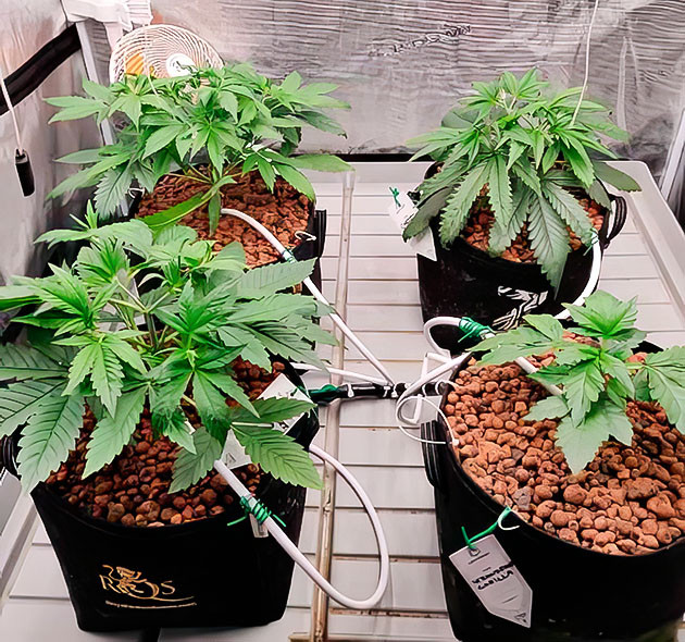 Как Banana Purple Punch догнал Amnesia Zkittlez Auto