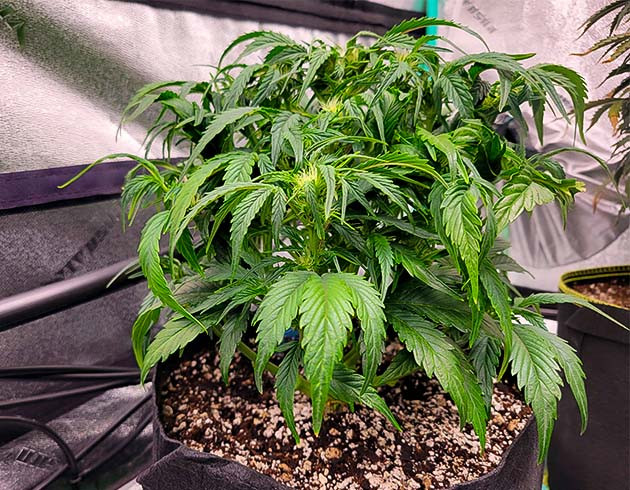 Цветение и неприятные сюрпризы