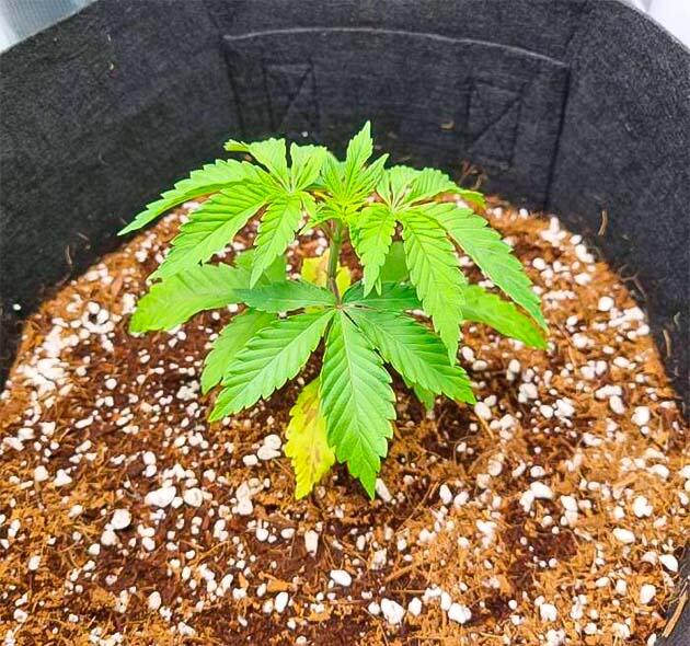 Корректировка удобрений Растишка Strawberry OG Cookies R1 на стадии вегетации