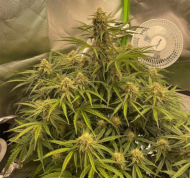 Месяц цветения Apollo F1 Auto Прогресс цветения Apollo F1 Auto