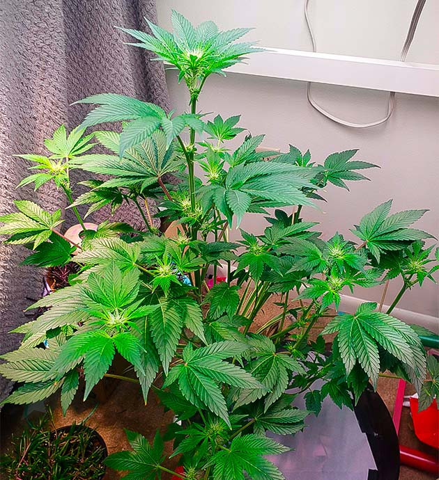 Формирование шишек конопли