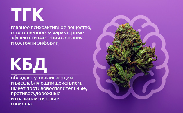 Как активные вещества каннабиса влияют на память