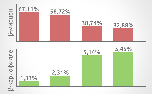 Зачем замораживать шишки: сохранение терпенов Влияние заморозки на качество продукта