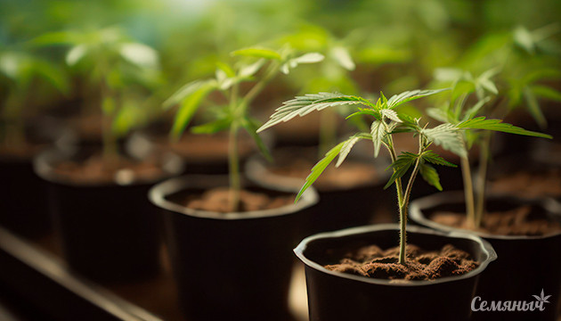 Процесс клонирования конопли: основы Выбор черенков для клонирования
