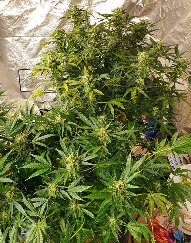 Развитие № 2 и № 3 кустов конопли