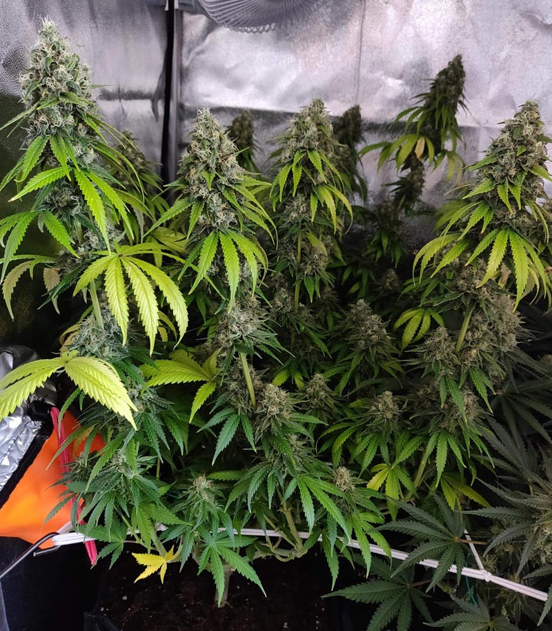 Подготовка к харвесту LSD ростом 61 см
