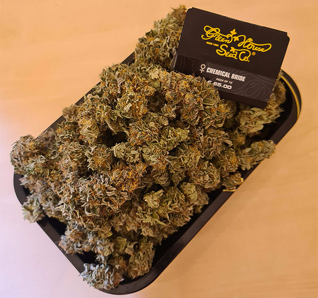 харвест и пролечка шишек Chemical Bride сбор урожая с кустов Chemical Bride