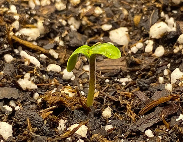 Росток на 1 неделе выращивания