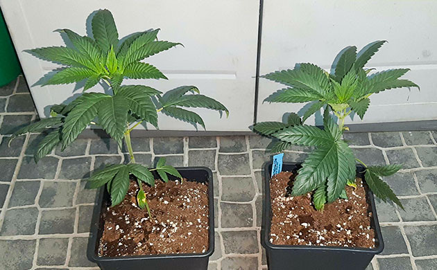 Пересадка растений в 3,5 литровые горшки