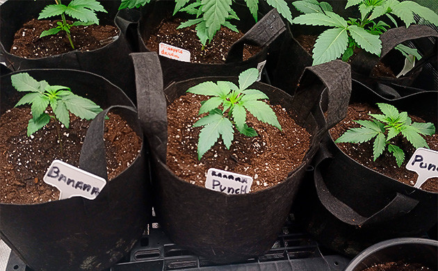 Banana Punch: Равномерное развитие и отказ от тренировок