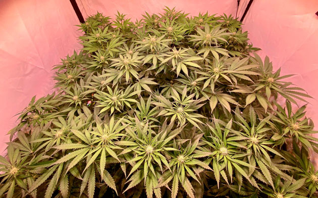 Формирование шишек марихуаны Orange Kush Cake R1 ростом 100 см