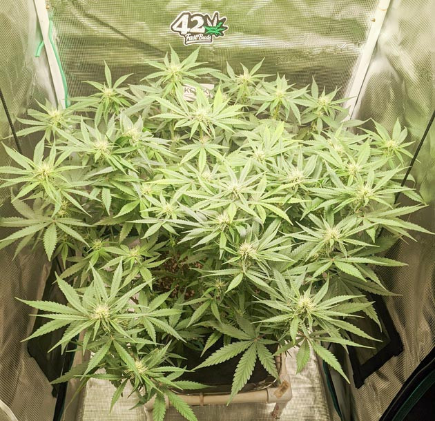 Масштабная зачистка листьев Bruce Banner Auto