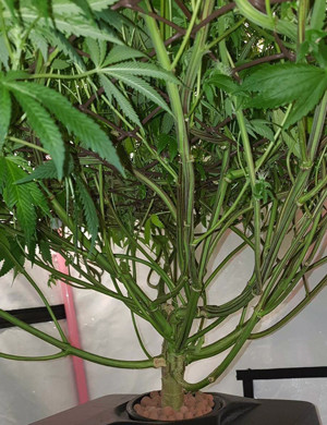 Повышение уровня TDS Стебли куста конопли