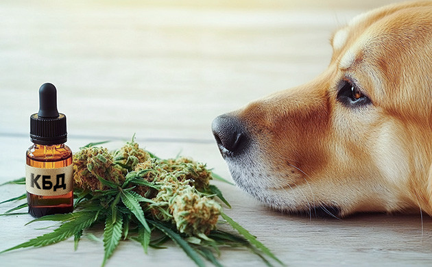 Каннабиноиды для домашних животных
