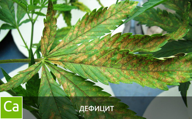 Листья при дефиците кальция