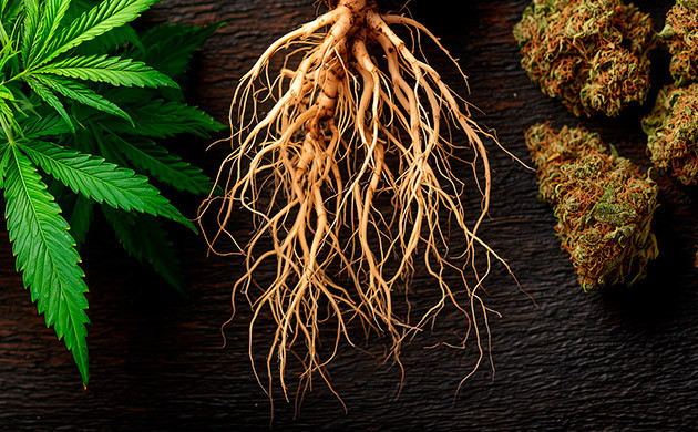 Как крепкие корни влияют на рост и урожайность марихуаны Крепкие корни для мощного роста конопли
