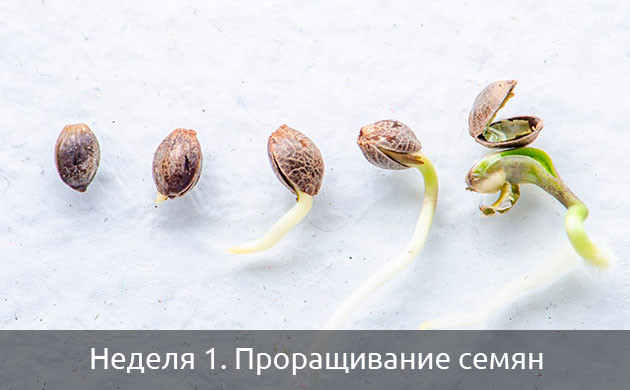 Проращивание семян автоцветов