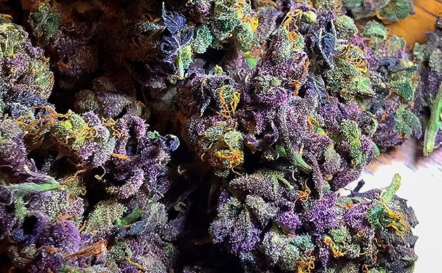 Эффект от марихуаны Granddaddy Purple Granddaddy Purple: сорт для души, разума и тела