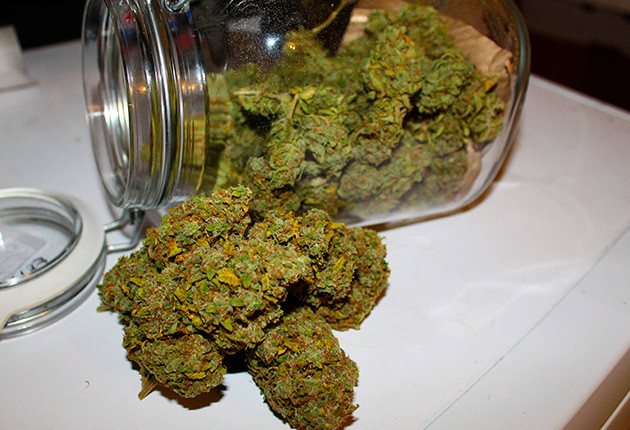 Сухой урожай конопли​