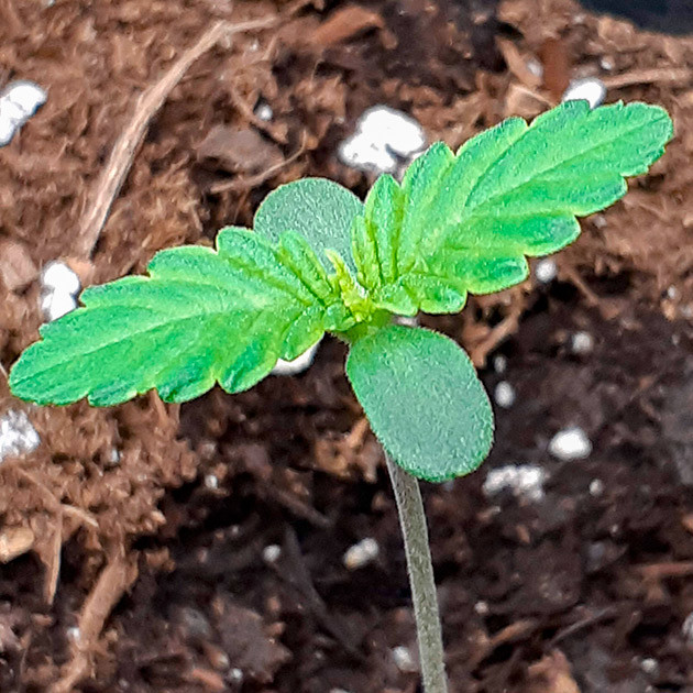 Проращивание семян конопли Scout Cookies Auto Пророст семян сорта Scout Cookies Auto