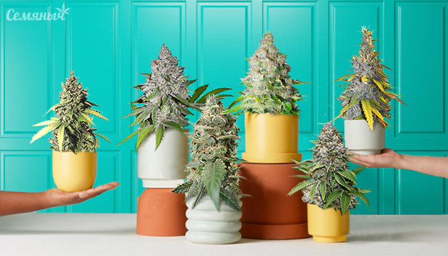 Cорта конопли для индора