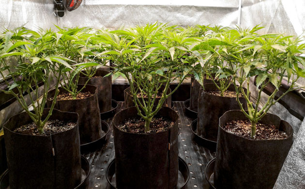 Толстые нижние ветви кустов