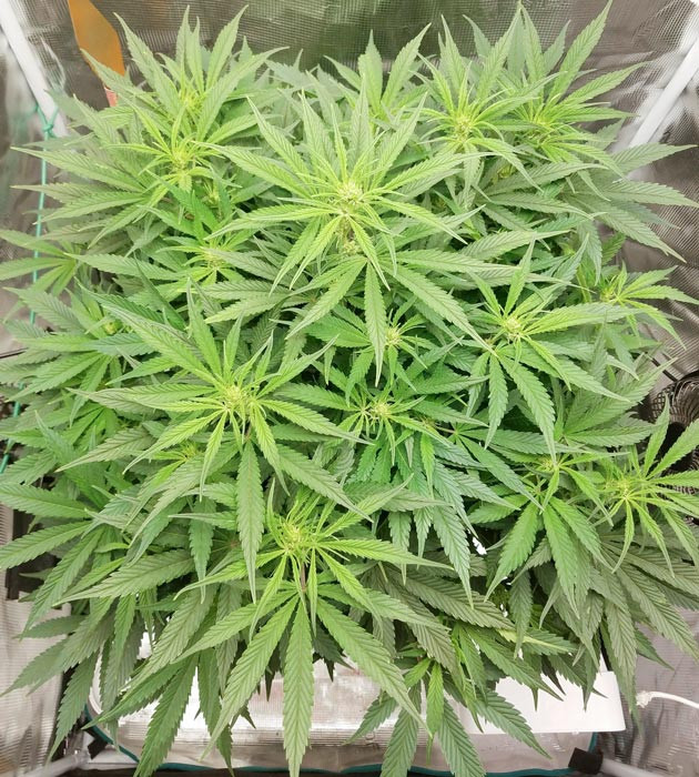 Сильный запах Bruce Banner Auto Смена раствора для цветения Bruce Banner Auto