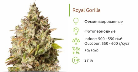 Royal Gorilla от Royal Queen Seeds