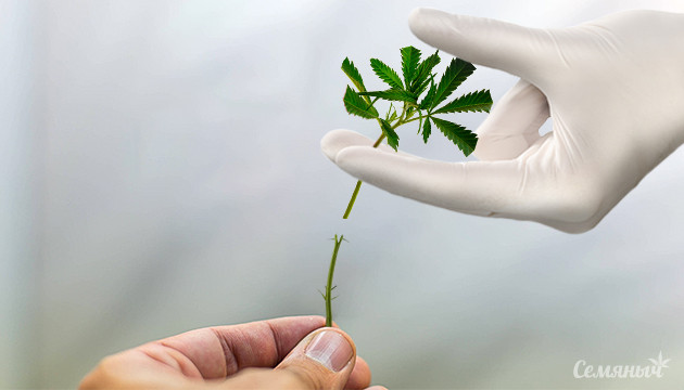 Прививка клонов для повышения урожайности